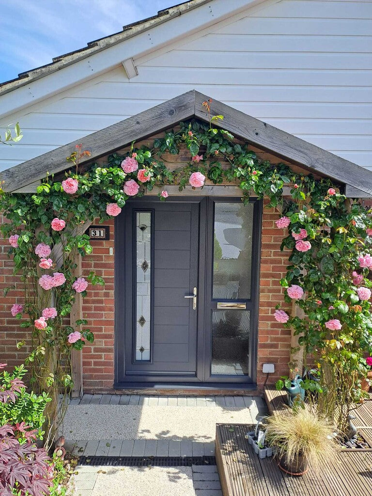 Strawberry Hill® rose bush by David Austin®, 3 or 5 gallon, with vibrant pink blooms and lush green foliage.