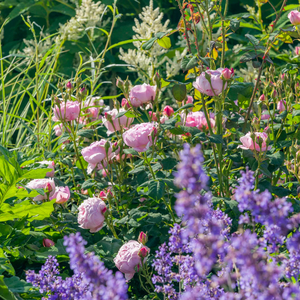 Scepter'd Isle® Rose Bush By David Austin® - 3 Gallon For Sale At My Rose Shop