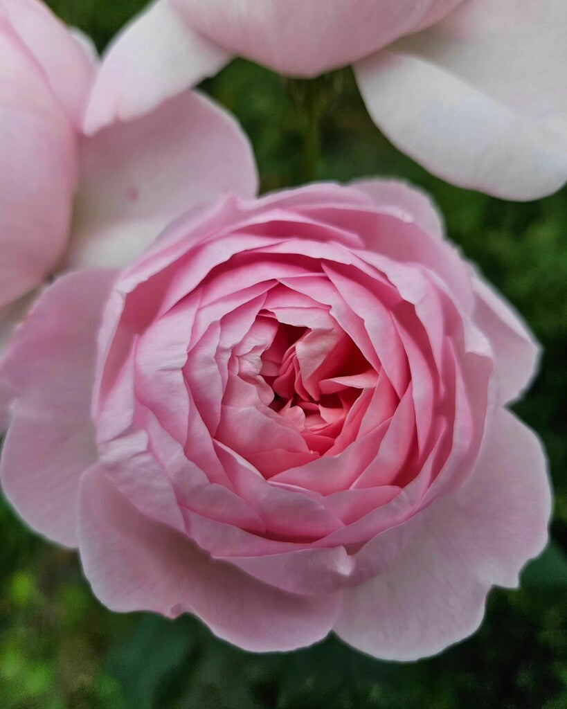 Scepter'd Isle® Rose Bush By David Austin® - 3 Gallon For Sale At My Rose Shop