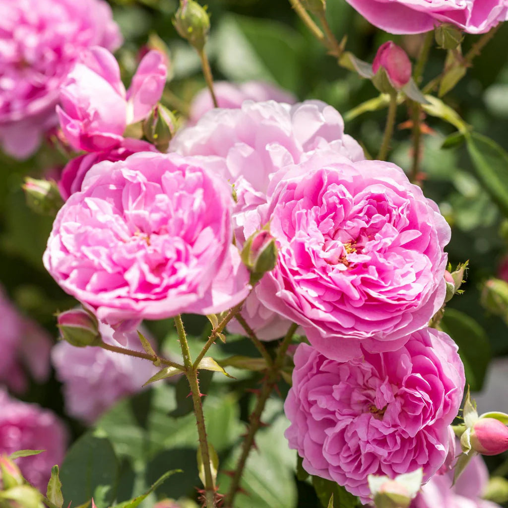 Harlow Carr® rose bush by David Austin®, 3 or 5 gallon size, with lush green foliage and blooming pink roses.
