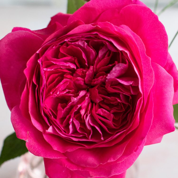 Capability™ David Austin® Rose Bouquet For Sale At My Rose Shop