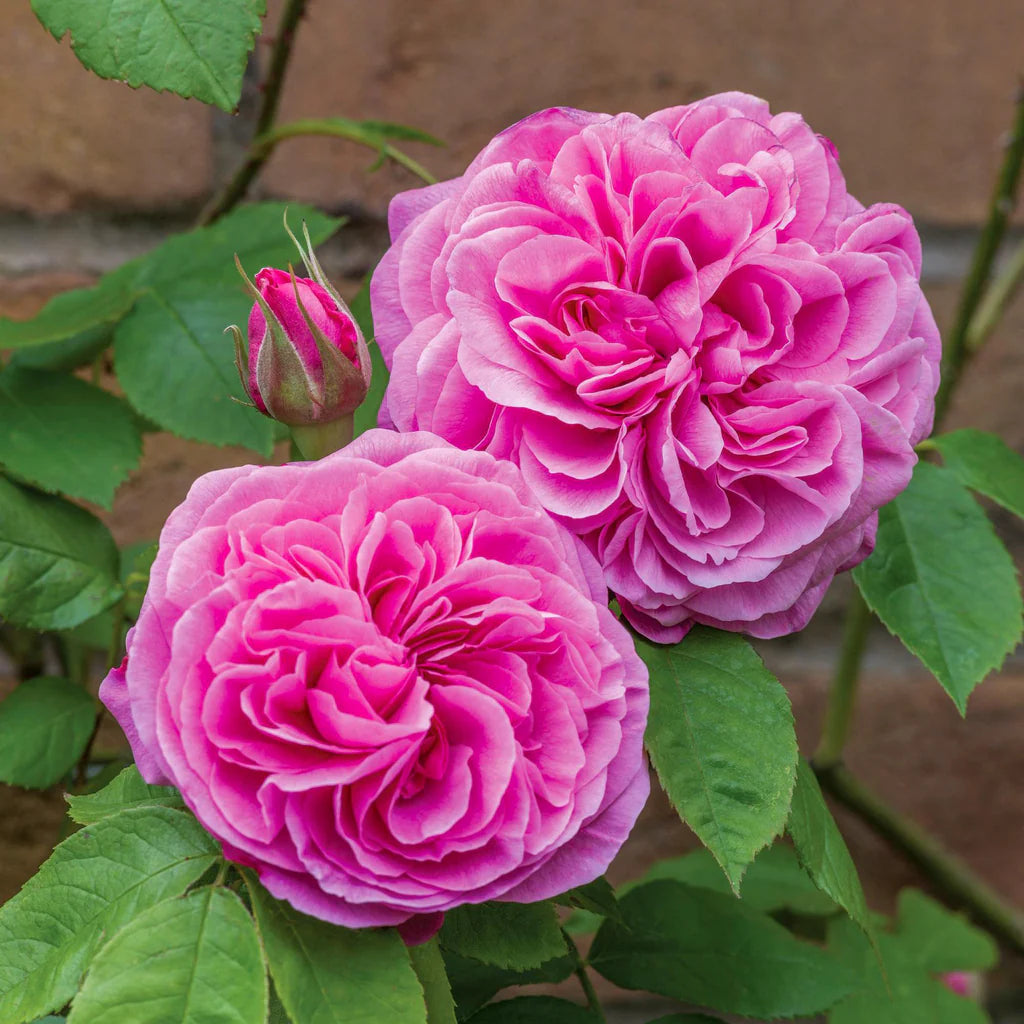 Gertrude Jekyll® Rose Bush By David Austin® 3 or 5 Gallon