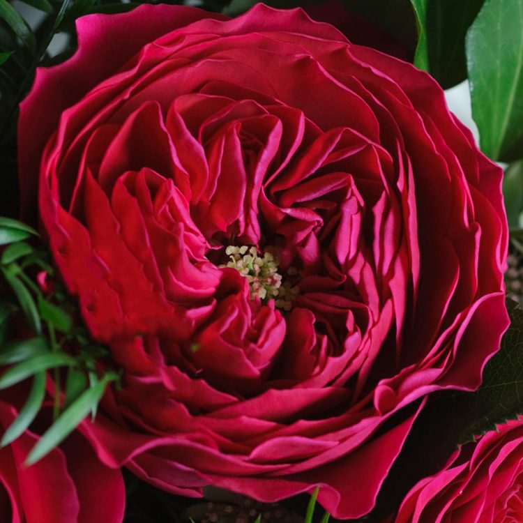 Darcey™ David Austin® Rose Bouquet For Sale At My Rose Shop 