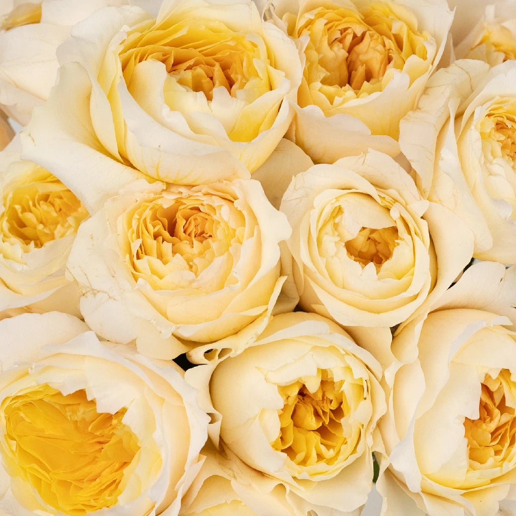 Effie™ David Austin® Rose Bouquet For Sale At My Rose Shop