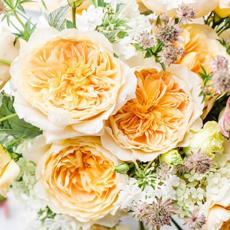 Effie™ David Austin® Rose Bouquet For Sale At My Rose Shop