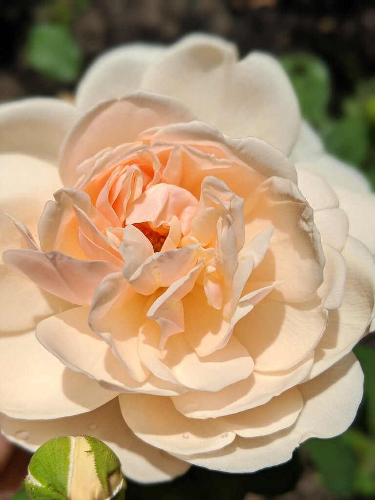 Lichfield Angel® rose bush by David Austin®, shown in a 3 or 5-gallon container, with lush pink blooms and green foliage.