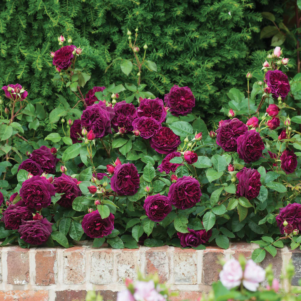 Munstead Wood® Rose Bush by David Austin in 3 or 5-gallon size, featuring lush green foliage and full, fragrant pink roses.