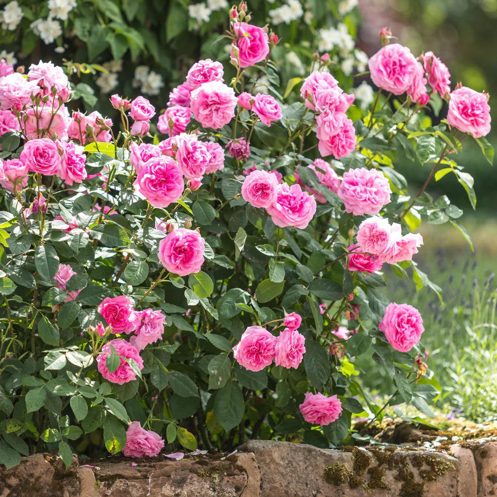 Gertrude Jekyll® Rose Bush by David Austin, 3 or 5-gallon size, with lush green foliage and blooming fragrant pink roses.