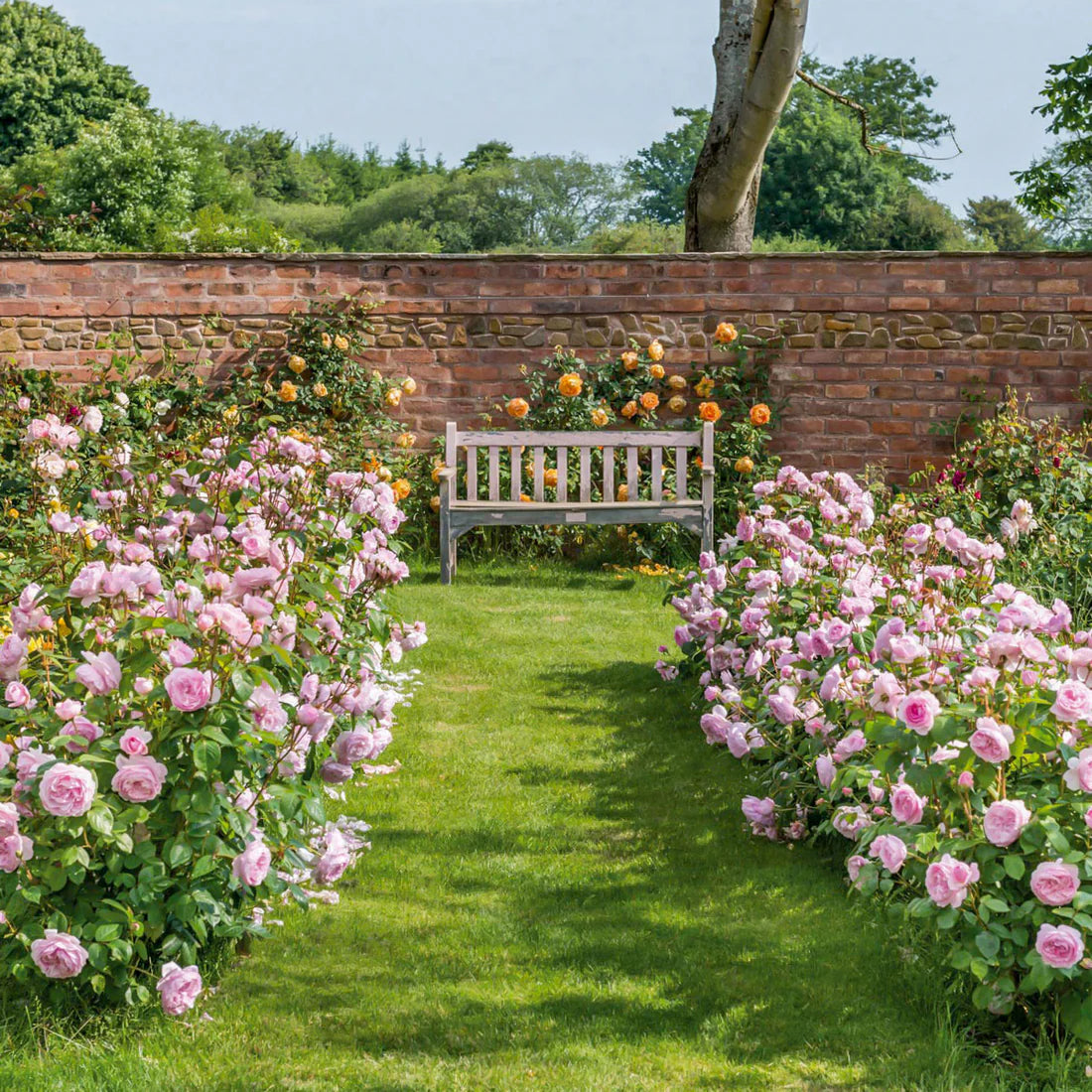 Olivia Rose Austin® Rose Bush By David Austin® - 3 Gallon For Sale At My Rose Shop