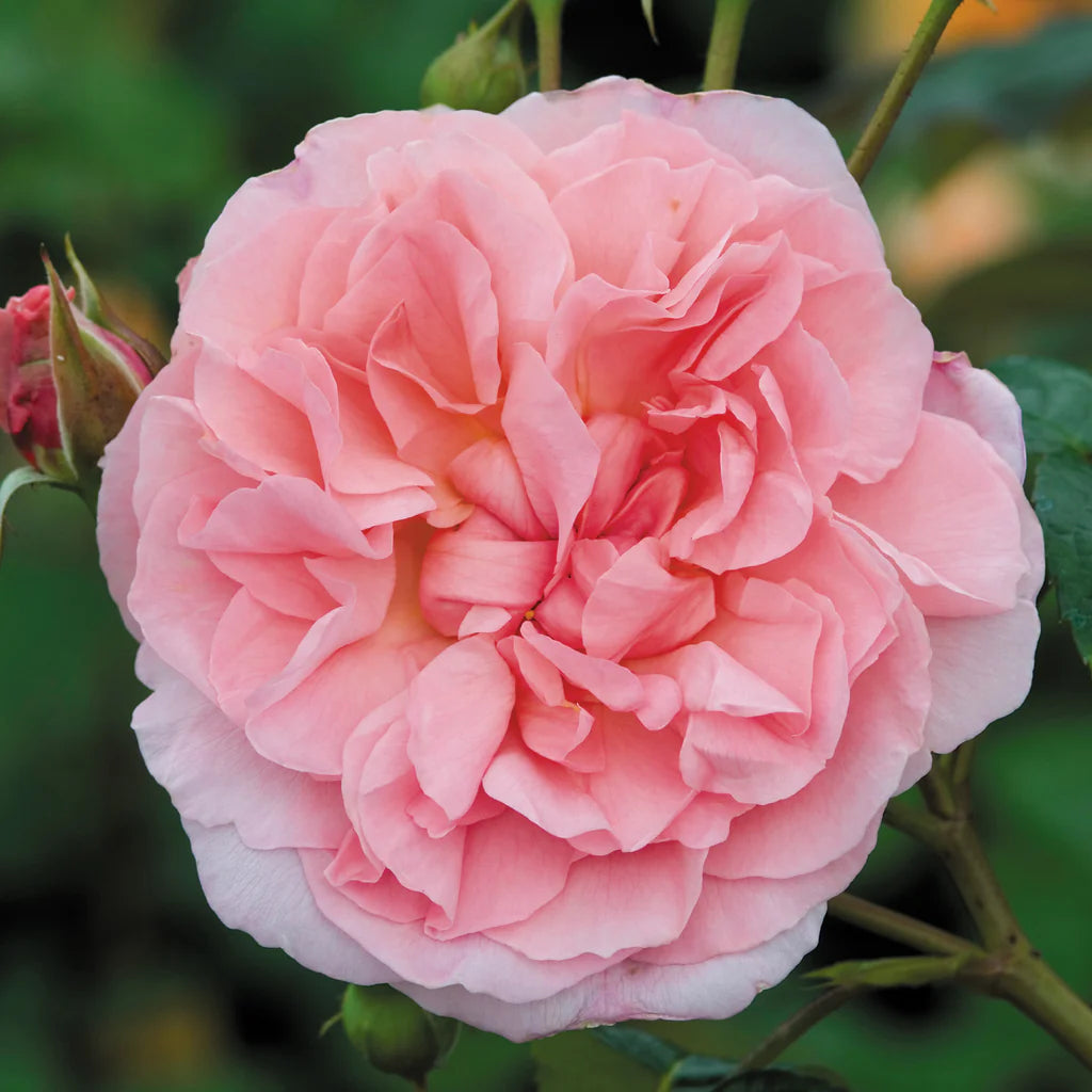 Strawberry Hill® rose bush by David Austin® in 3 or 5 gallon pot, featuring lush green foliage and fragrant pink roses.