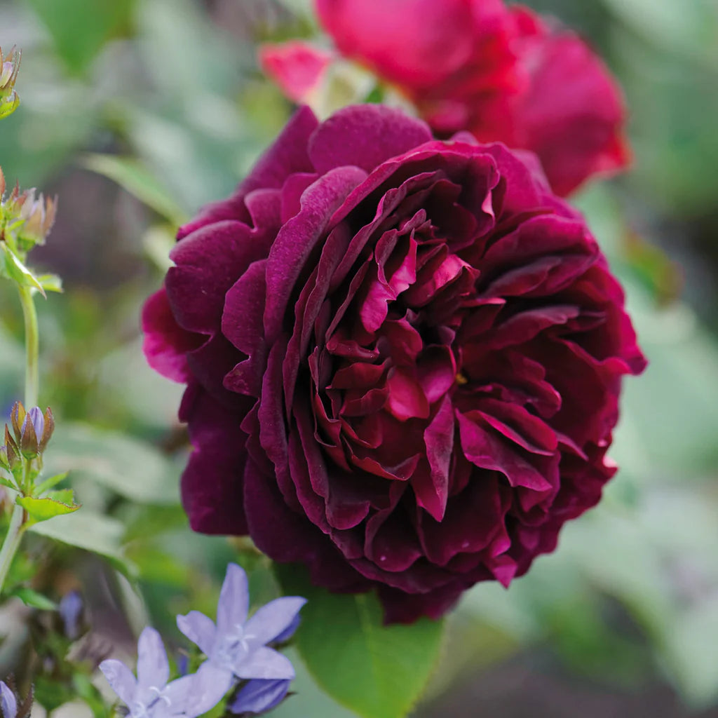 Munstead Wood® Rose Bush by David Austin, 3 or 5 gallon, showing lush, flowering rose plant with abundant blooms and green foliage.