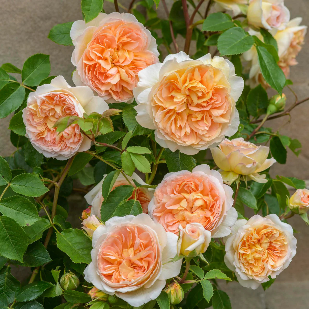 Bathsheba® Rose Bush By David Austin® 3 or 5 Gallon for sale
