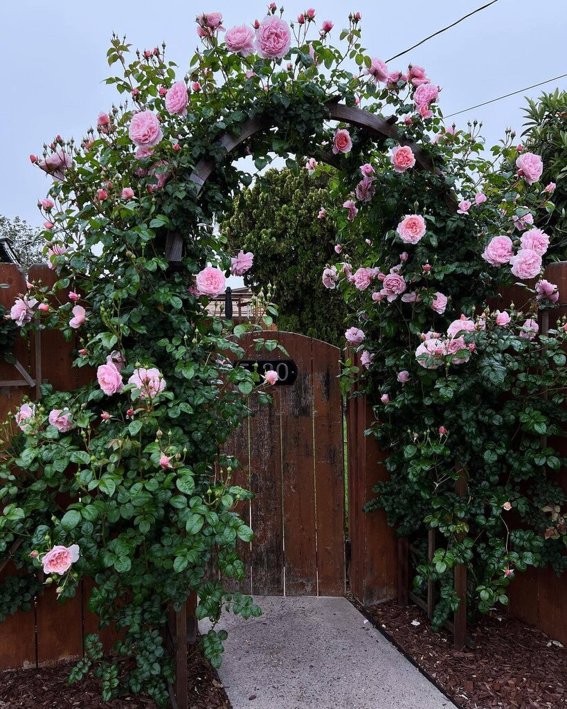 Strawberry Hill® rose bush by David Austin, in 3 or 5 gallon size, with lush green foliage and vibrant pink roses.