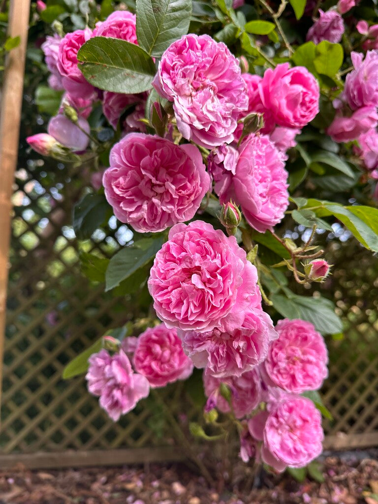 Harlow Carr® rose bush by David Austin® in a 3 or 5-gallon container, lush green foliage, and blooming pink roses.