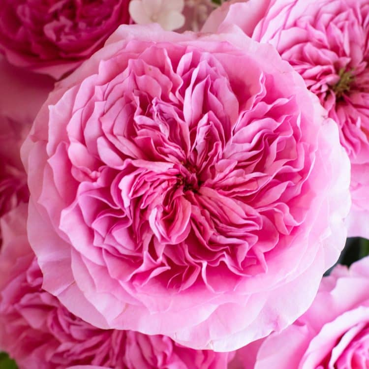 Millicent™ David Austin® Rose Bouquet For Sale At My Rose Shop