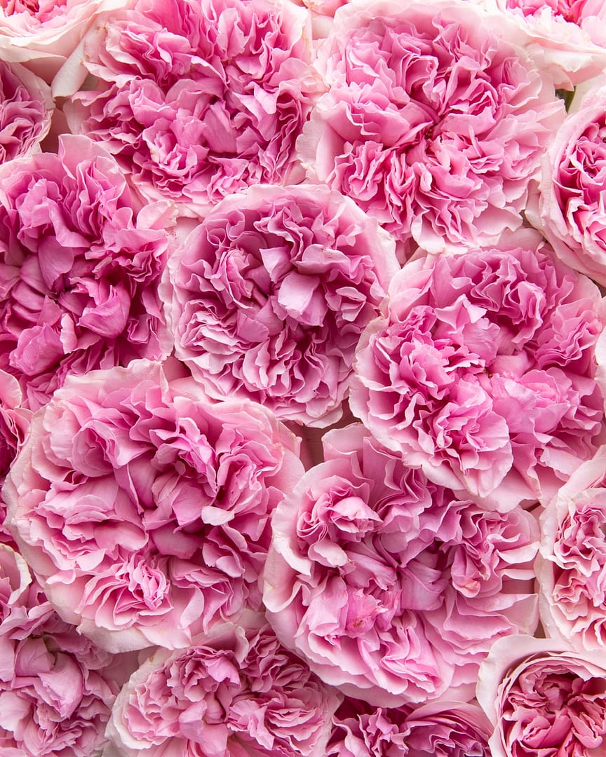 Miranda™ David Austin® Rose Bouquet for sale at My Rose Shop