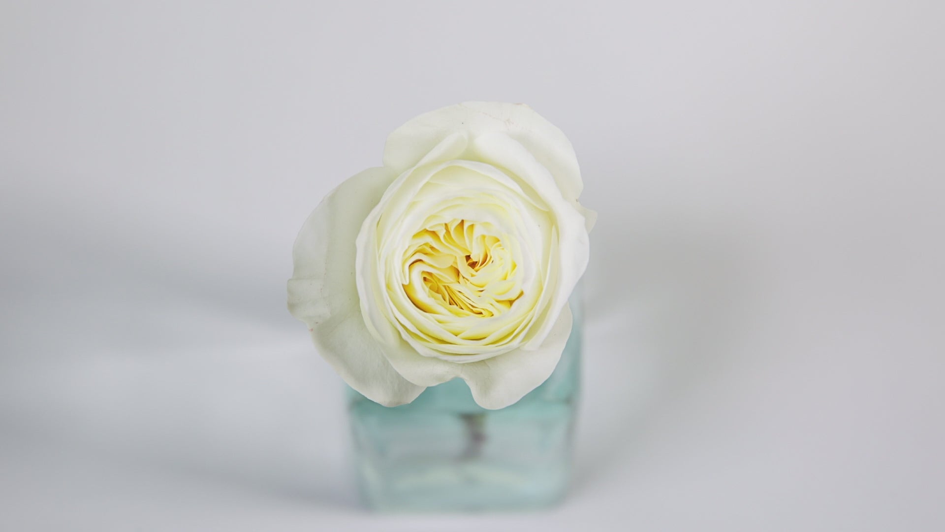 Leonora™ David Austin® Rose Bouquet For Sale At My Rose Shop