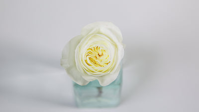 Leonora™ David Austin® Rose Bouquet For Sale At My Rose Shop