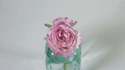 Keira™ David Austin® Rose Bouquet for sale at My Rose Shop