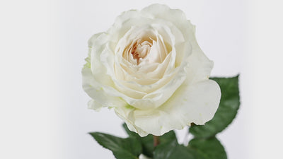 Purity™ David Austin® Rose Bouquet For Sale At My Rose Shop