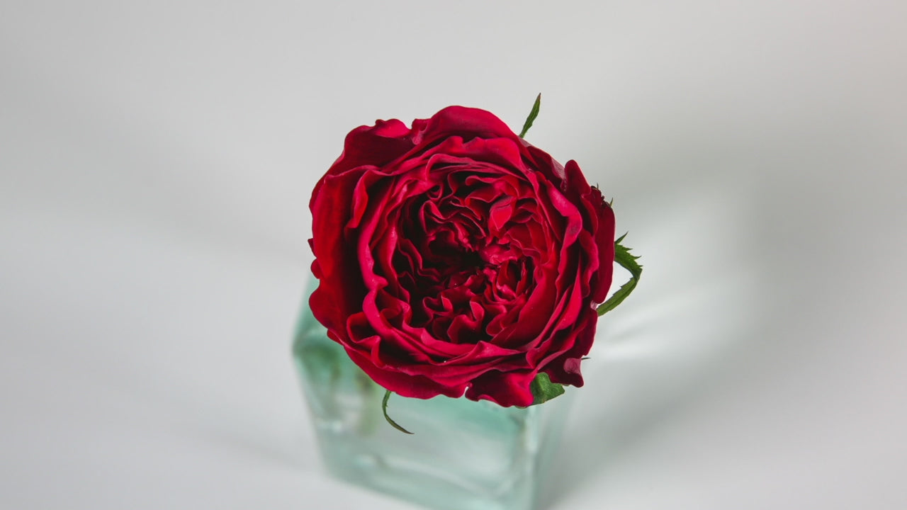 Tess™ David Austin® Rose Bouquet For Sale At My Rose Shop
