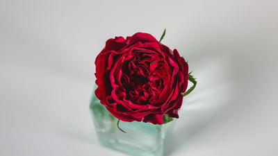 Tess™ David Austin® Rose Bouquet For Sale At My Rose Shop
