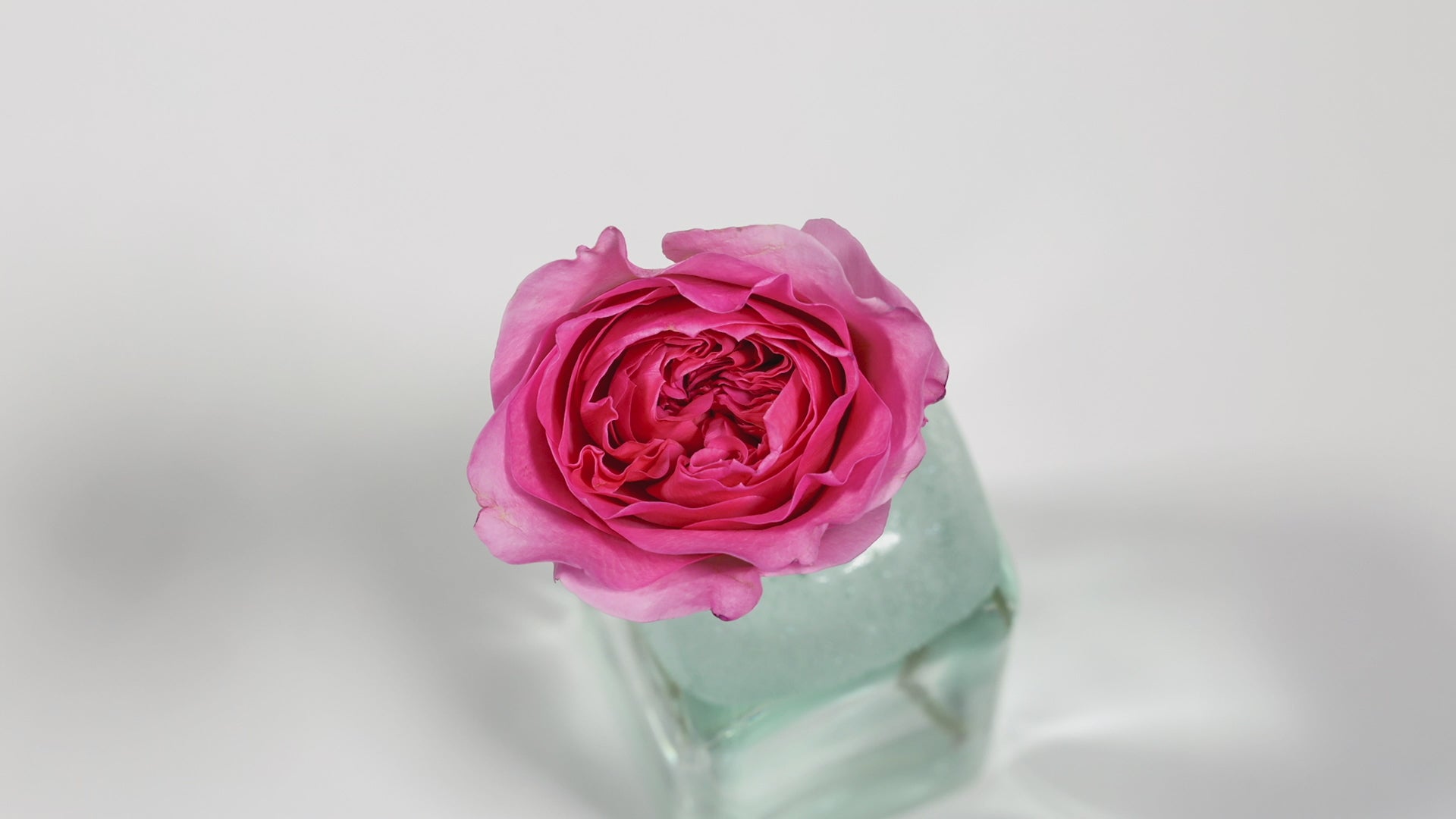 Millicent™ David Austin® Rose Bouquet For Sale At My Rose Shop