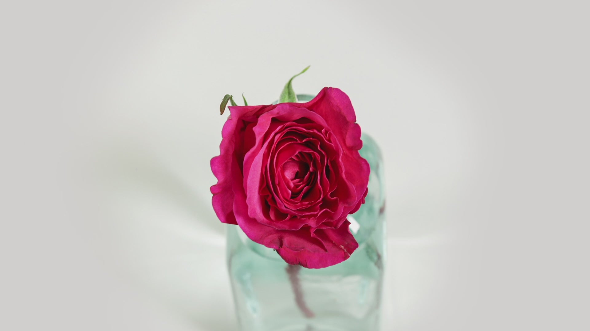 Capability™ David Austin® Rose Bouquet For Sale At My Rose Shop