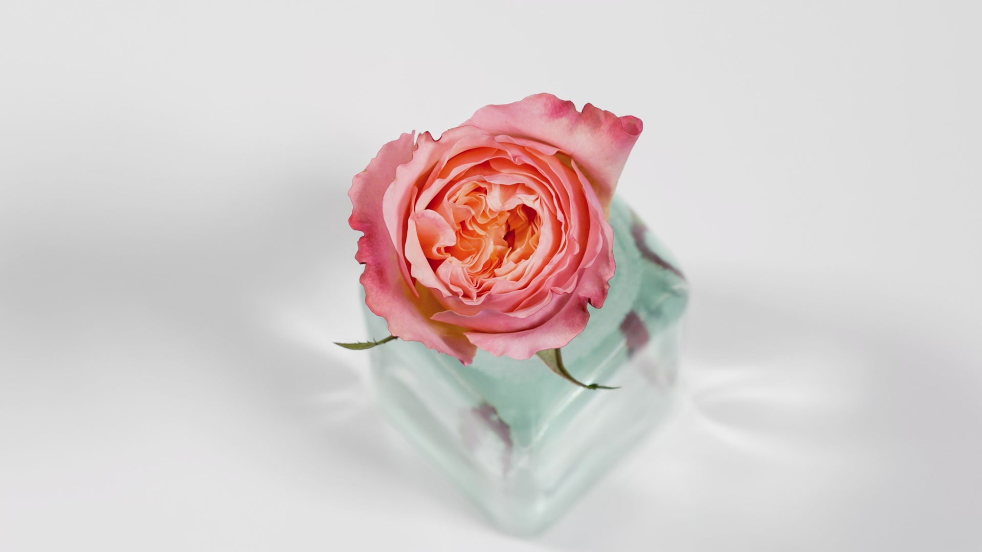 Edith™ David Austin® Rose Bouquet For Sale At My Rose Shop