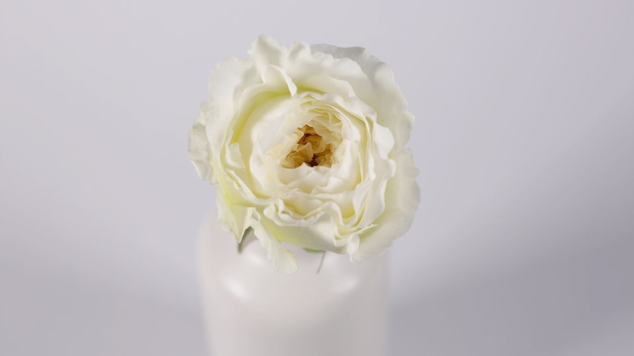 Patience™ David Austin® Rose Bouquet For Sale At My Rose Shop