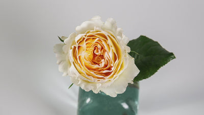 Beatrice™ David Austin® Rose Bouquet For Sale At My Rose Shop