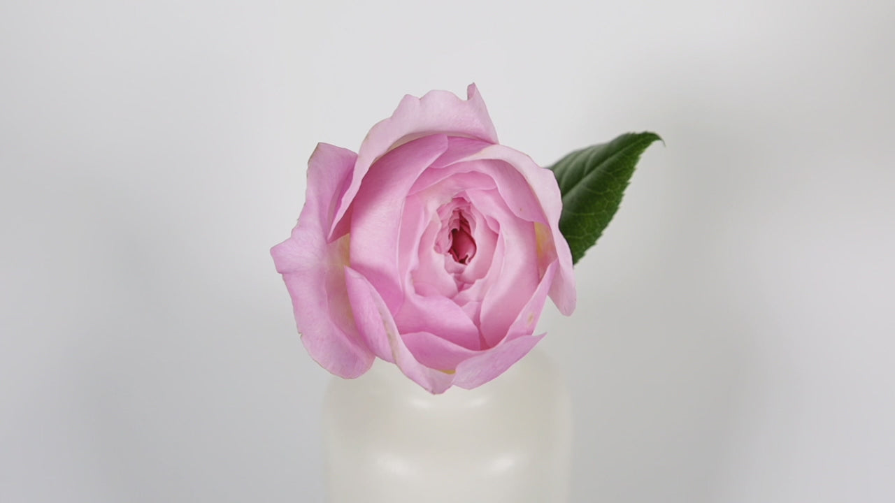Constance™ David Austin® Rose Bouquet For Sale At My Rose Shop