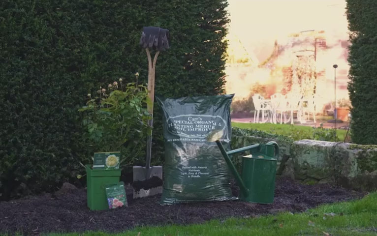 How To plant Your David Austin Rose Bush  From My Rose Shop