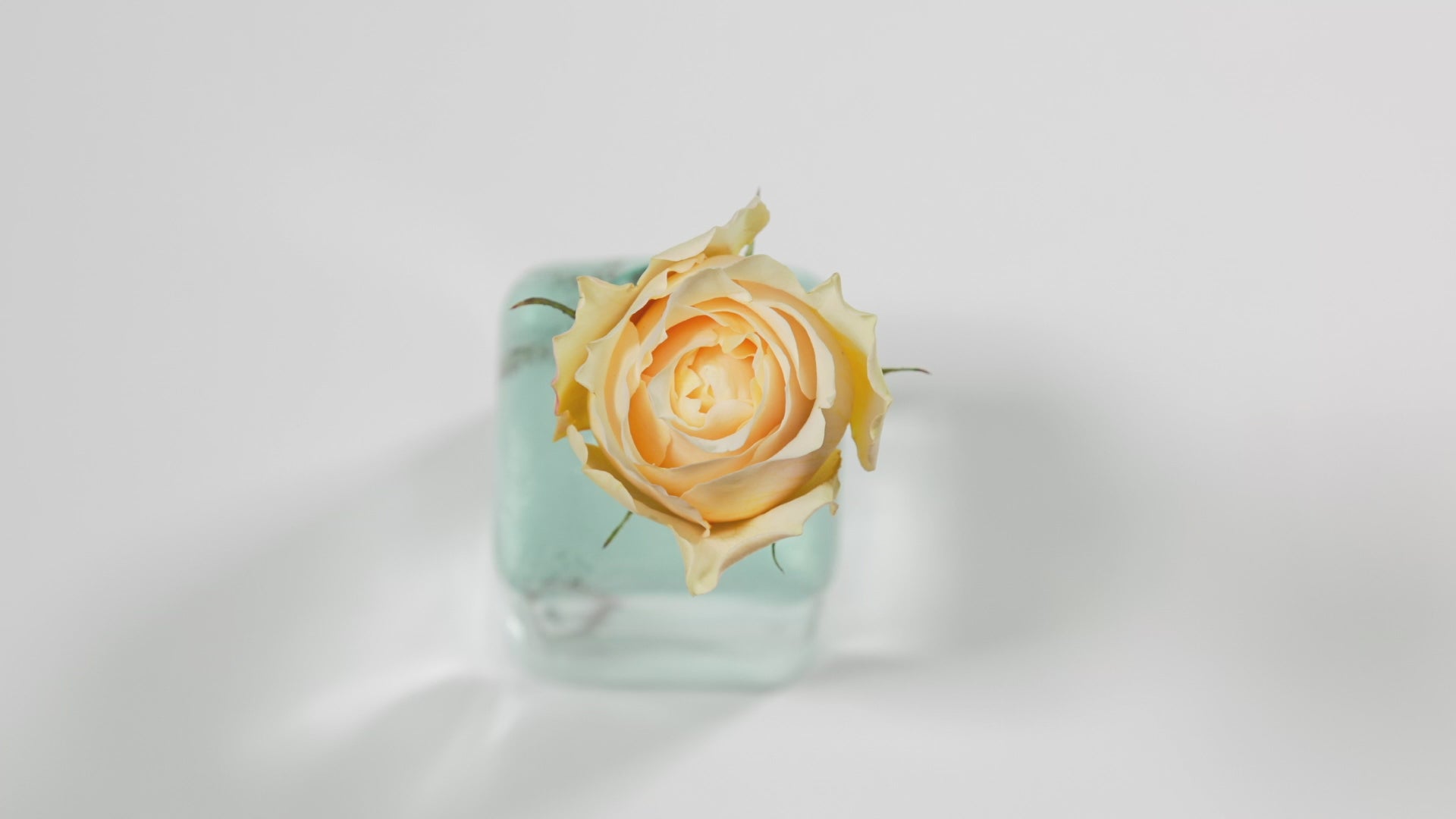 Effie™ David Austin® Rose Bouquet For Sale At My Rose Shop