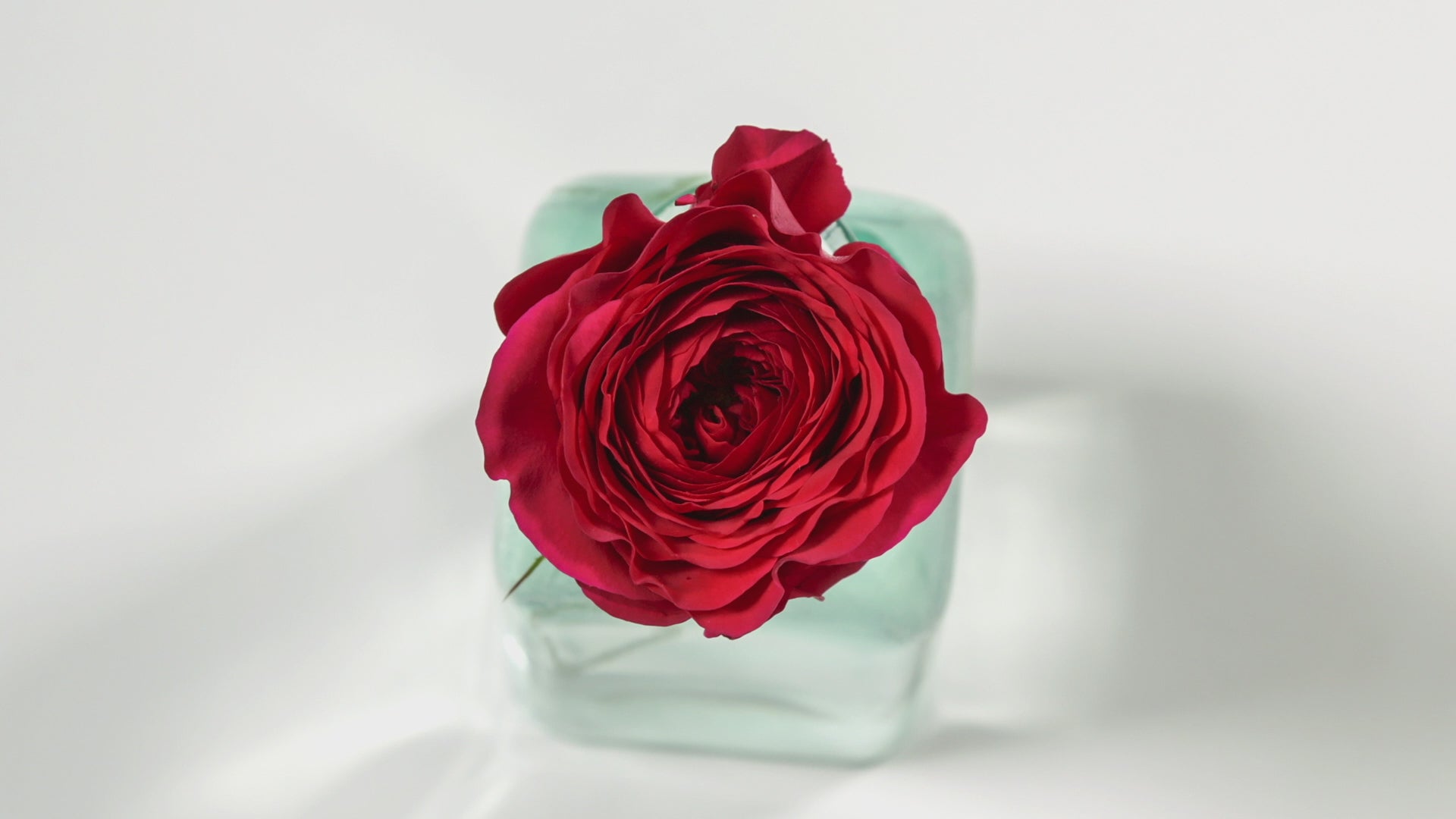 Darcey™ David Austin® Rose Bouquet For Sale At My Rose Shop 