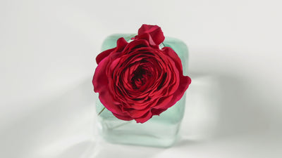 Darcey™ David Austin® Rose Bouquet For Sale At My Rose Shop 