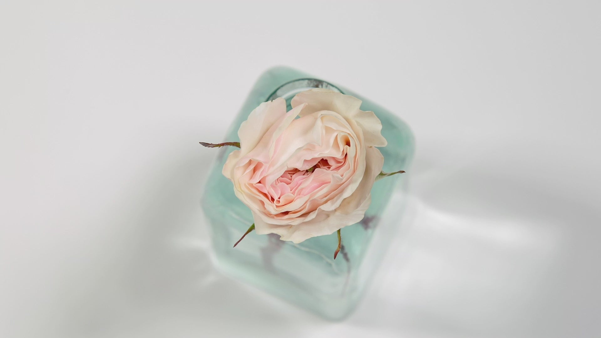 Charity™ David Austin® Rose Bouquet For Sale At My Rose Shop