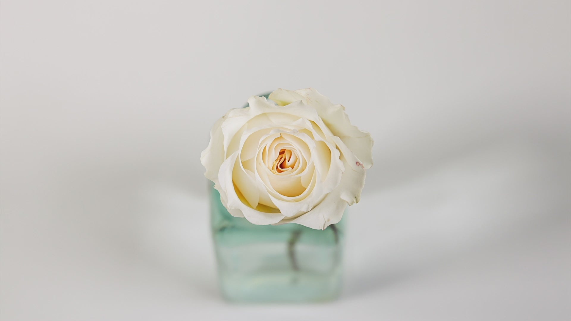 Eugenie™ David Austin® Rose Bouquet For Sale At My Rose Shop