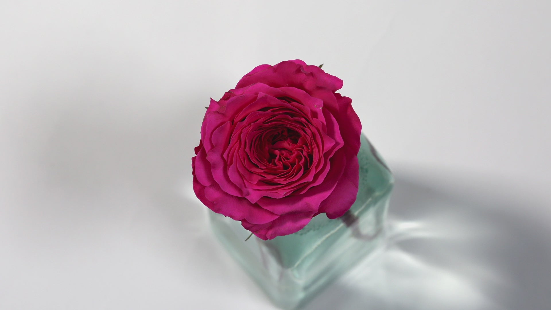 Hettie™ David Austin® Rose Bouquet For Sale At My Rose Shop 