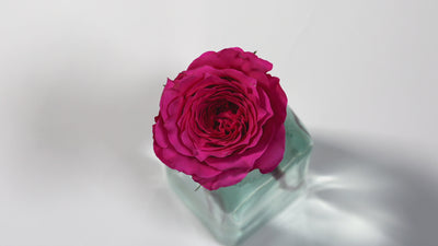 Hettie™ David Austin® Rose Bouquet For Sale At My Rose Shop 