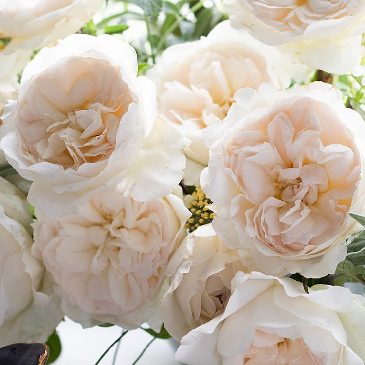 Purity™ David Austin® Rose Bouquet For Sale At My Rose Shop
